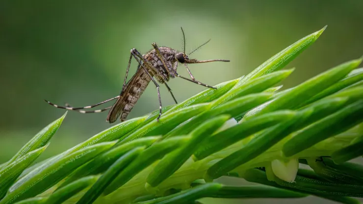Soluciones ecoamigables para eliminar mosquitos y plagas en tu jardín.jpg