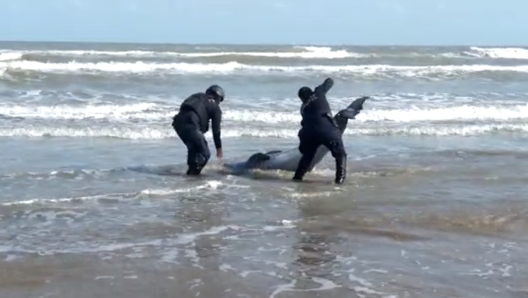 Policías rescatan a delfín varado en playa de Tamaulipas
