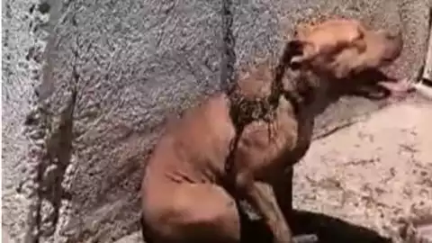 FOTO Reportan otro caso de presunto maltrato animal en Kanasín; perrito pitbull sería la víctima