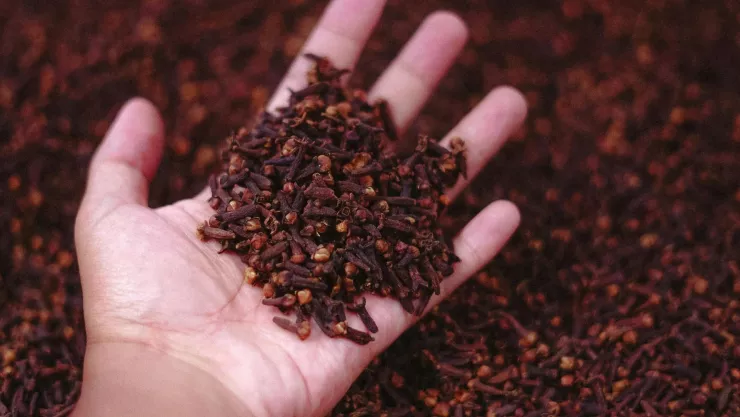 ¿Cuáles son las ventajas de masticar un clavo de olor antes del desayuno? ¡Entérate aquí!