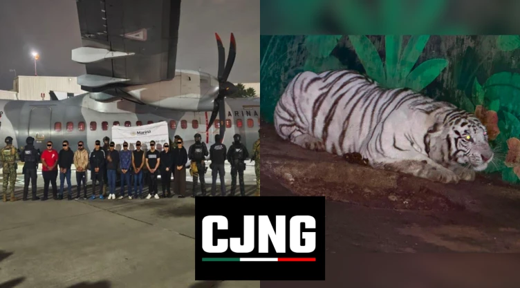 Les aseguraron tigres, panteras y 113 coches: Caen 20 presuntos integrantes del CJNG en Hidalgo, Jalisco y Michoacán