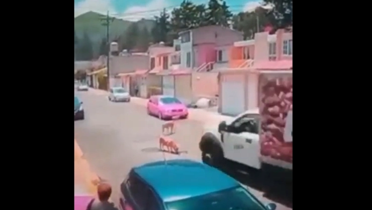 repartidor-perrito-tultitlan