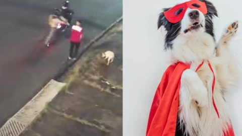 Perrito se viste de héroe al salvar a su dueño de un robo