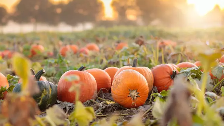 una granja con hermosas calabazas de cultivo