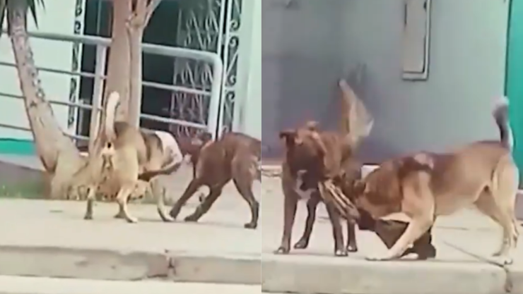 Perrito ladrón
