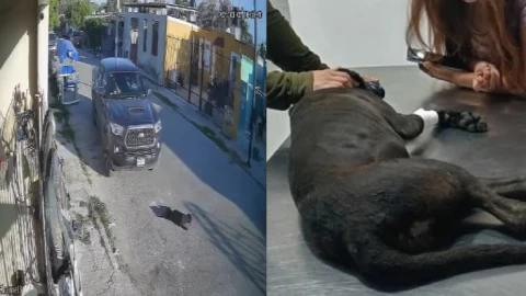 VIDEO: Así fue como un conductor atropella a perrita ‘Negrita’ en Kanasín, Yucatán