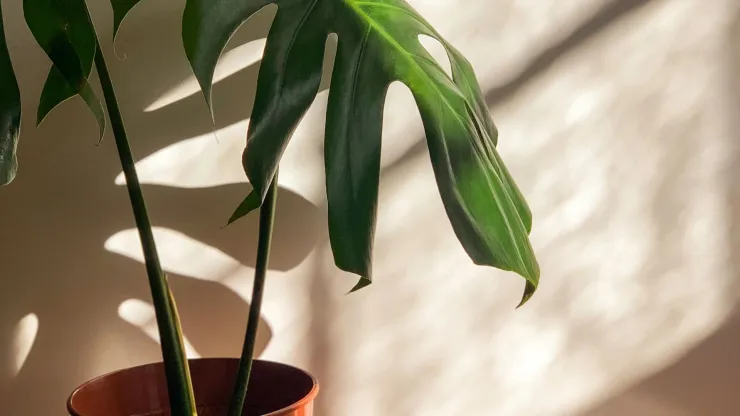 Luz dándole a la planta