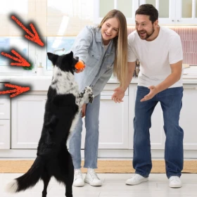 /estilo-de-vida/razon-no-debes-saludar-perro-casa-veterinarios