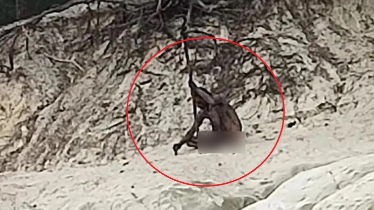 hombre lobo montañas alemania