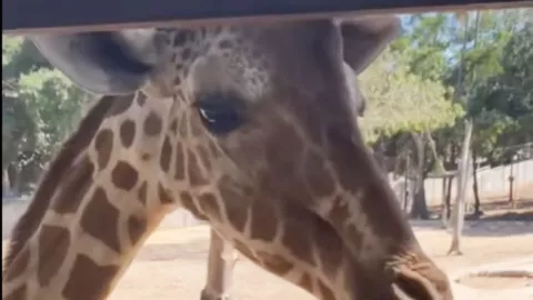 Jirafa de Zoologico de Culiacán no está desaparecida, murió en septiembre pasado.