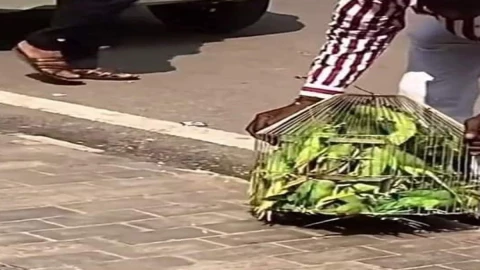 Hombre libera a Pericos