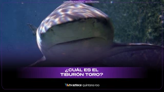 ¿Conoces el tiburón toro? ¡Así lo puede identificar!