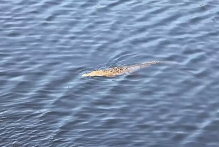 Niño es devorado por cocodrilos