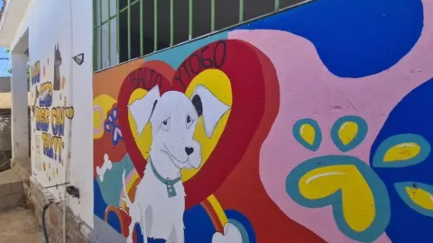 Violencia en Sinaloa provoca que mascotas se queden sin alimento; varios perros están en situación vulnerable| VIDEO