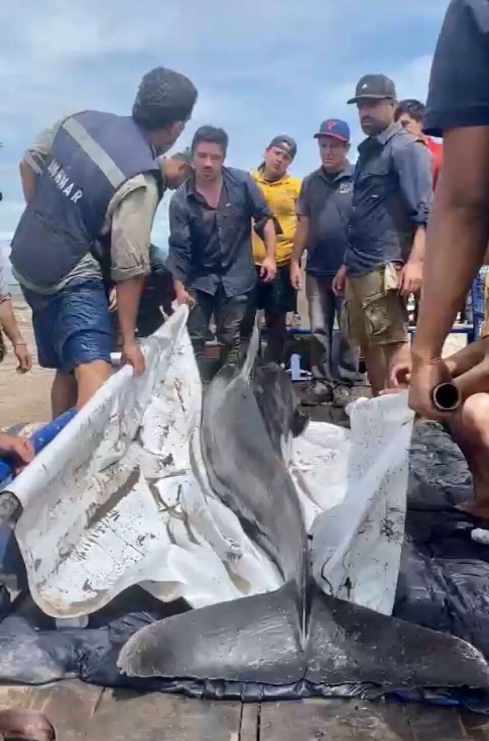 Rescatan a uno de los delfines atrapados en un canal de riego de Novolato, Sinaloa