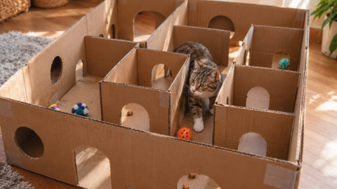 Laberinto de cartón para gatos