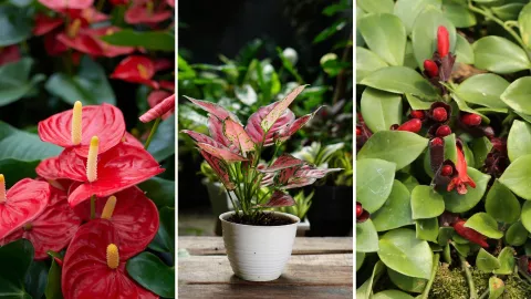 plantas ornamentales