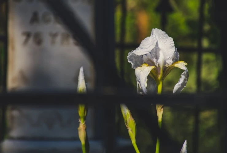 Falleció el hijo del influencer Paul J. Kim.png