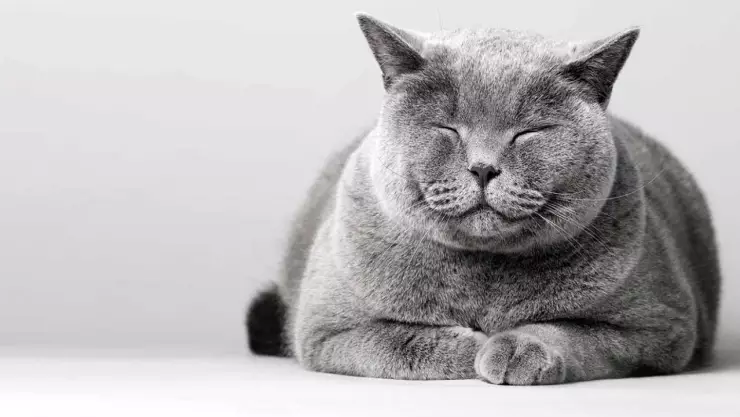 Ronroneo de los gatos