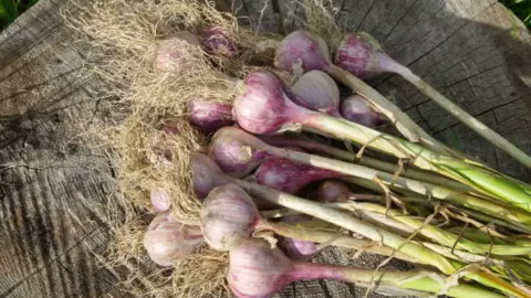 Esta planta de ajo puede proteger su jardín