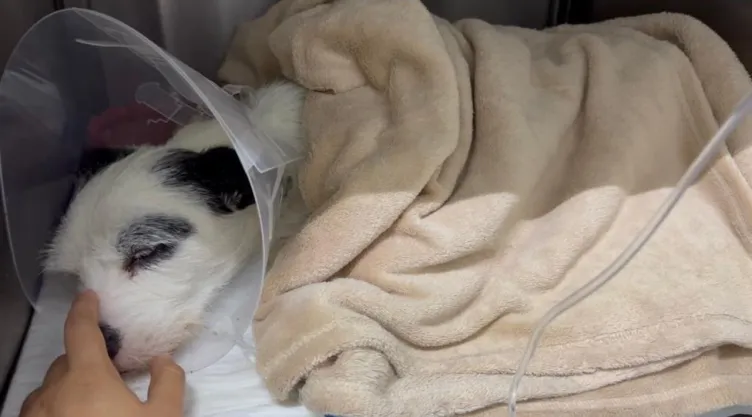 Athos y Tango: ¿Cuáles son las leyes a nivel federal por el maltrato animal?