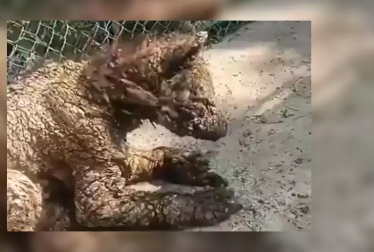 osezna Monterrey.jpg