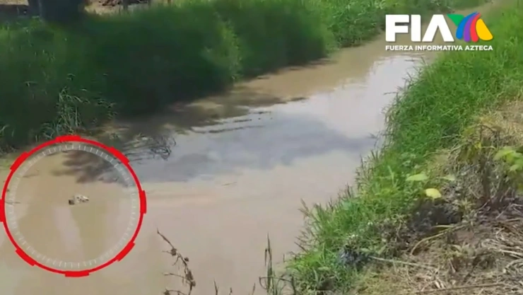 caso perrito nemito jalisco perro ciego y sordo arroyo la barca