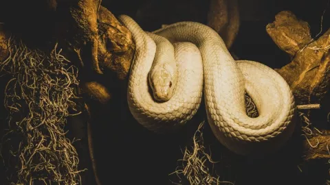 Serpientes, especies, asteroide b.jpg