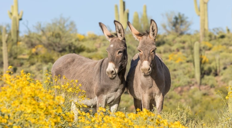Oatman, pueblo de burros salvajes en Arizona