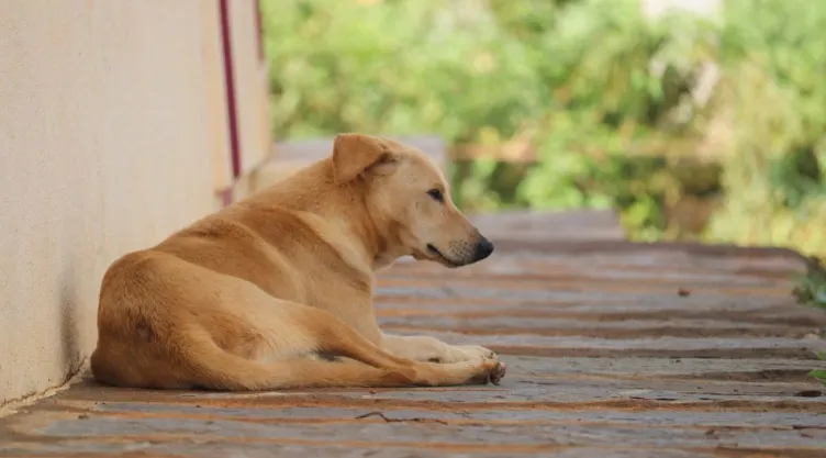 ¿Qué se sabe de los 21 perros asesinados en el Bosque de Nativitas?