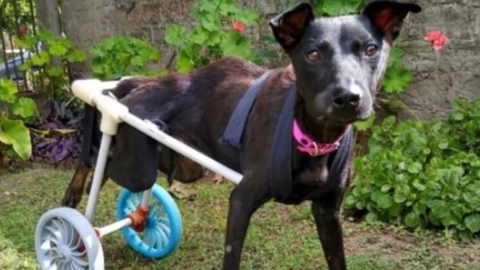 perrito prótesis adolescente.jpg