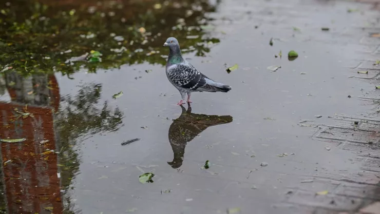 ¿Regresarán las lluvias? Las afectaciones de “La niña” durante el invierno en Jalisco