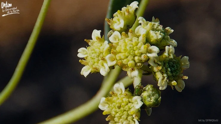 Universitarios usan resina del guayule como antiinflamatorio y anticancerígeno