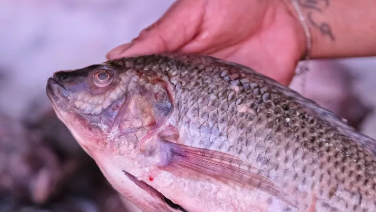 Cuaresma Antojo de mariscos Descubre dónde compran camarones los jaliscienses