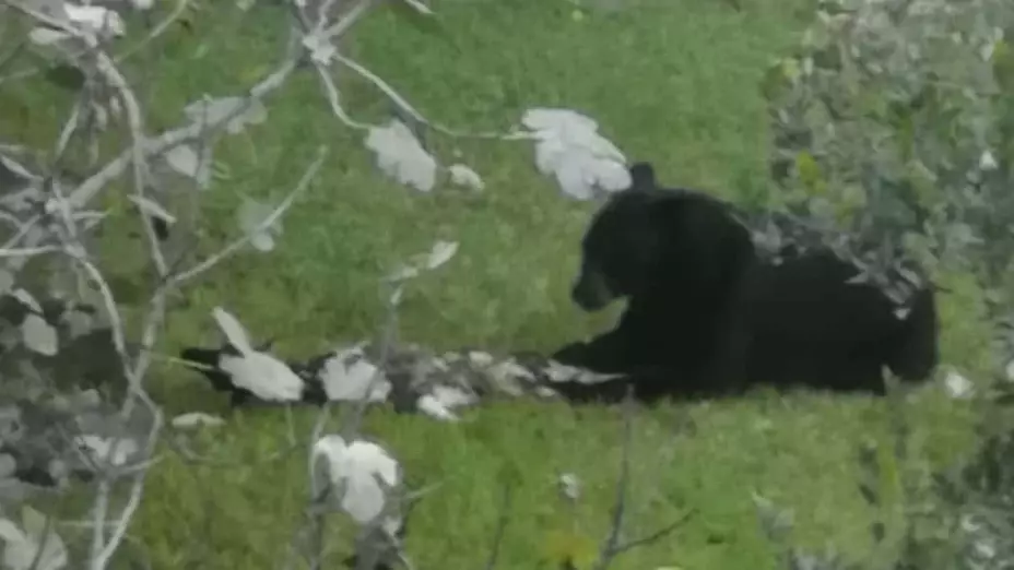 Oso