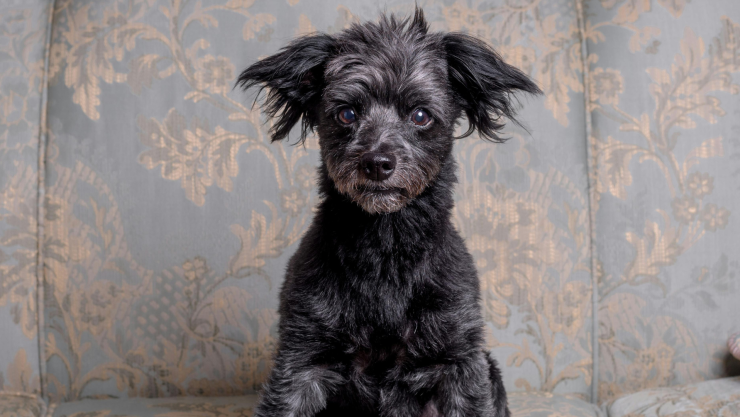 PERRO_PEXELS_Grant Criddle