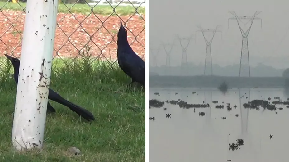 gripe aviar edomex alerta halcon