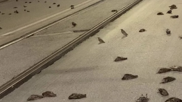 Cientos de aves murieron de miedo en Roma por la pirotecnia de Año Nuevo