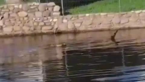 cocodrilo devora a hombre en Tabasco