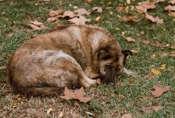 Perro fallece por pirotecnia en San Miguel de Allende