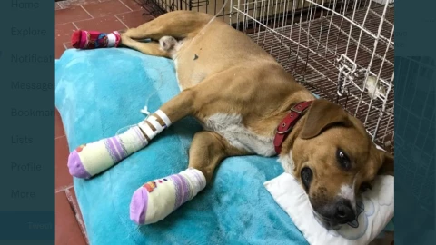 Perrito Teco está en adopción