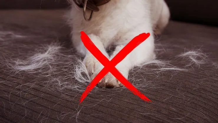 Paso a paso: cómo eliminar el pelo de tu mascota del sofá en pocos minutos