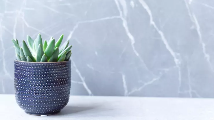 Esta es la planta que debes tener en tu baño para atraer la fortuna, según el Feng Shui.jpg