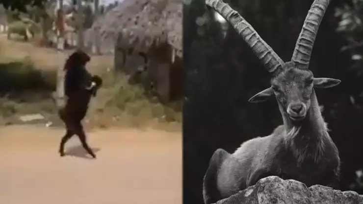 Cabra negra caminando en dos patas.jpg