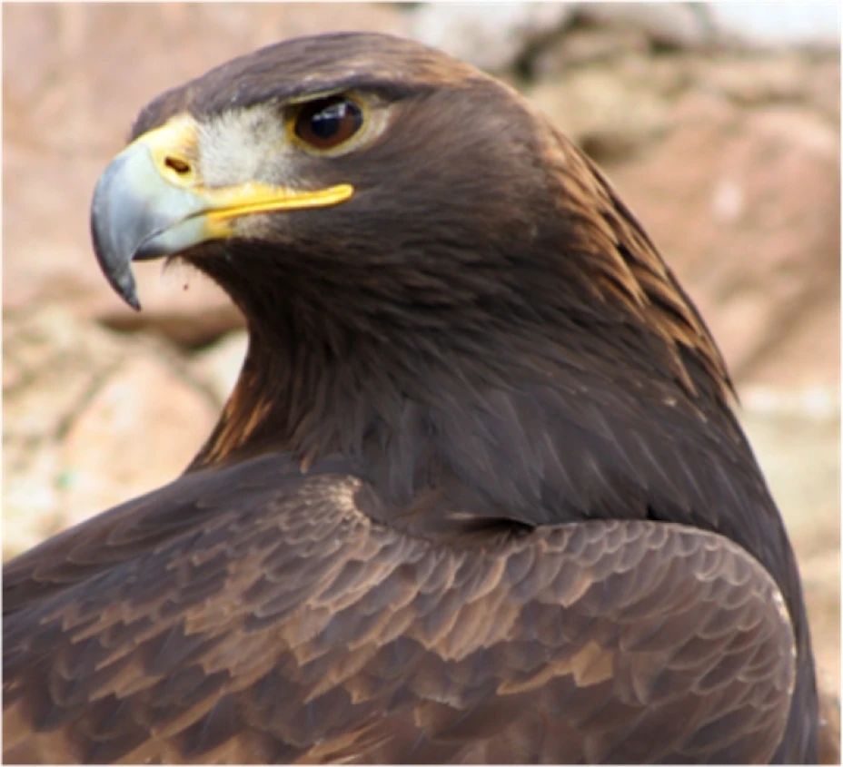 Águila real