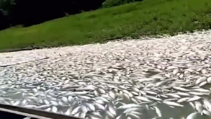 Video Aparecen miles de peces muertos en el lago Coari, Brasil
