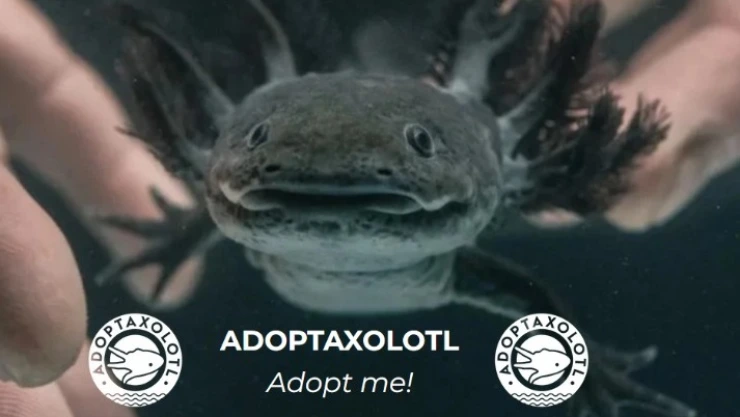 Cómo adoptar un ajolote para preservar la especie, según la UNAM