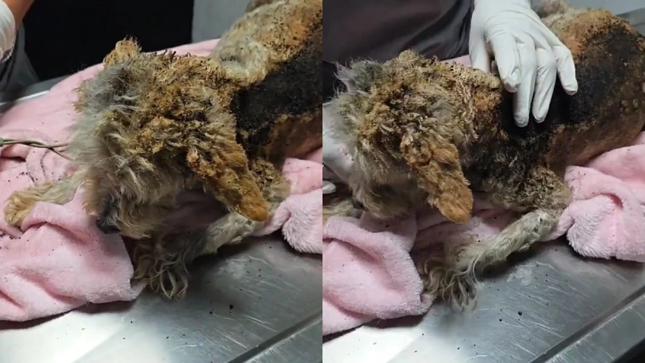 Cereza perrita rescatada