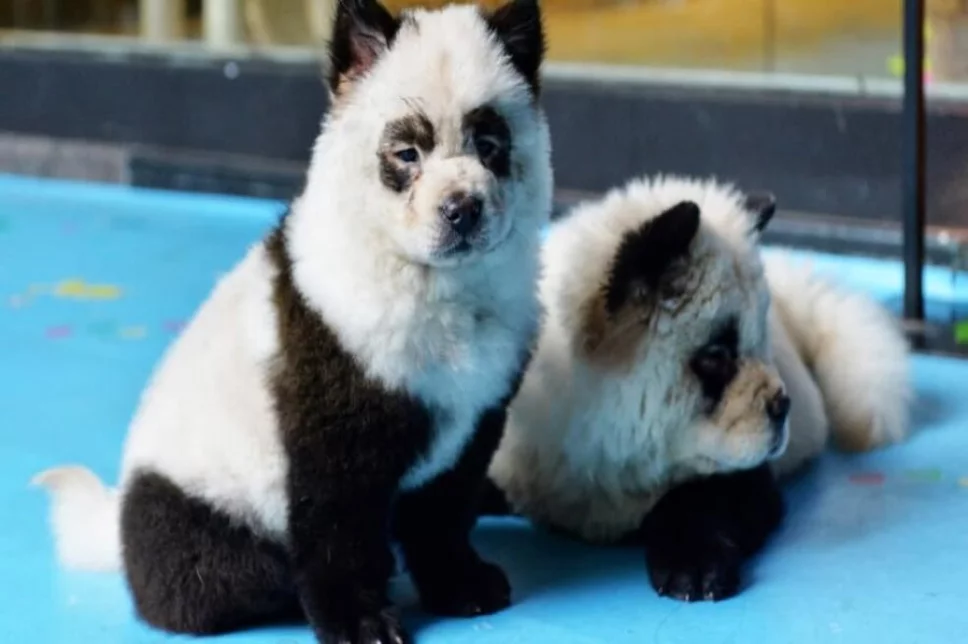 perros panda.jpg