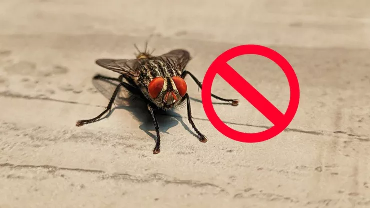 ¡Adiós a las moscas! Este es el TRUCO infalible para ELIMINARLAS por completo de tu casa